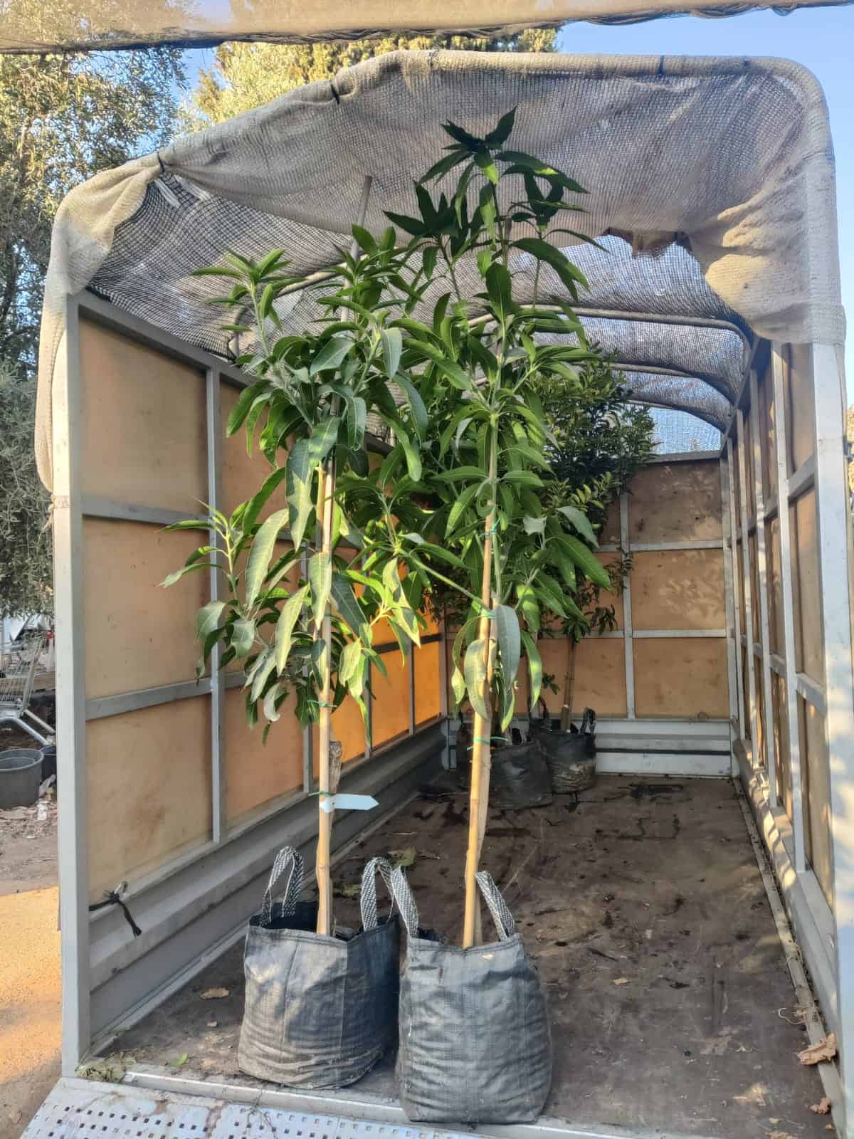 עץ מנגו מאיה – תמונה 15