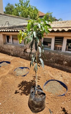 Alternative view of עץ מנגו מאיה