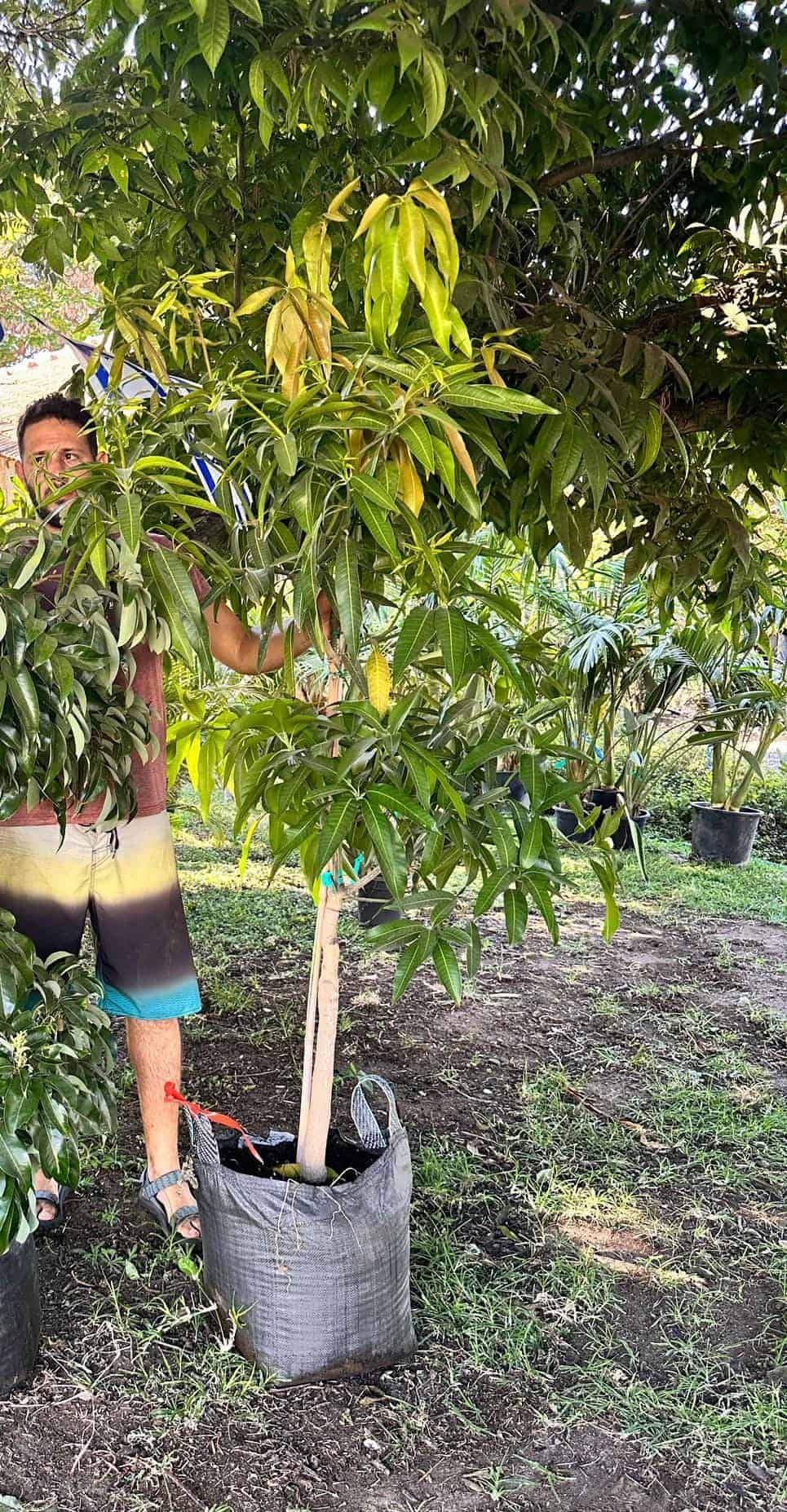 עץ מנגו מאיה – תמונה 4