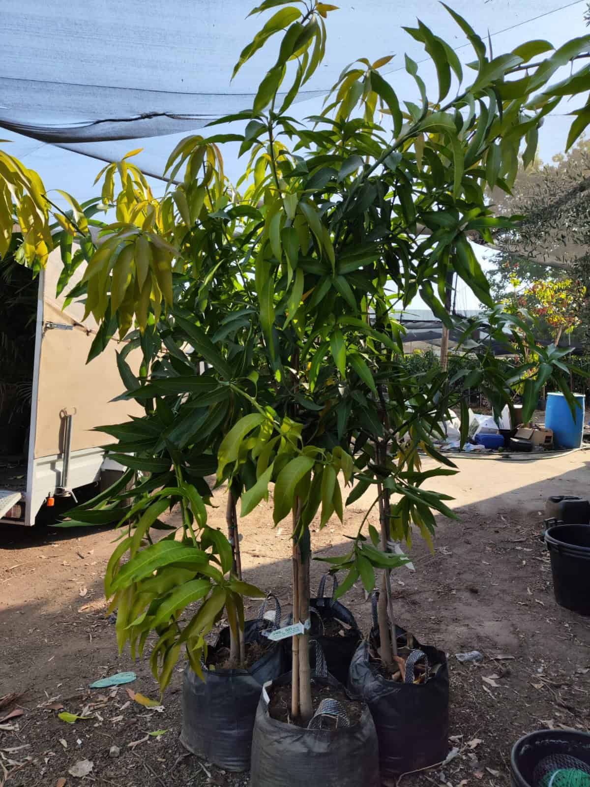 עץ מנגו מאיה – תמונה 16