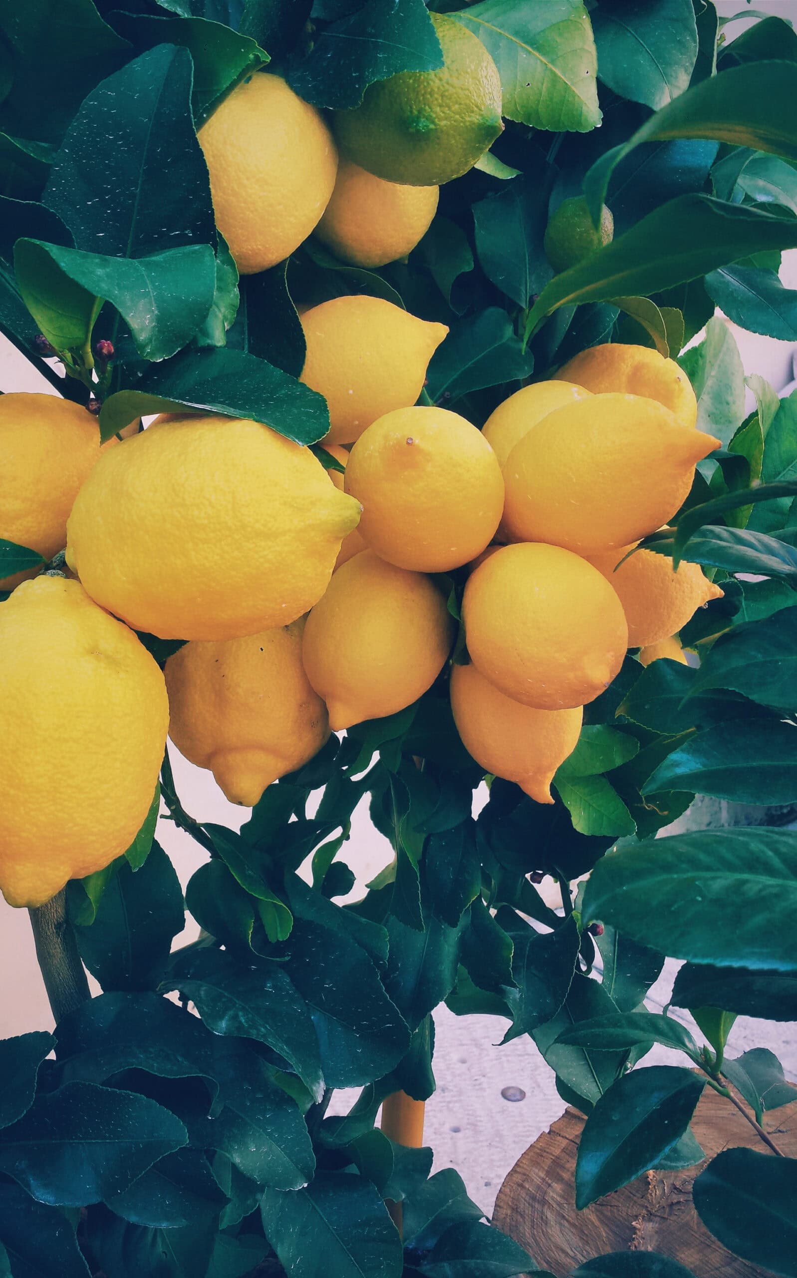 עץ לימון יוריקה בגודל בינוני או בוגר