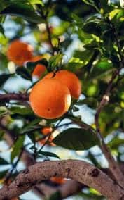 עץ תפוז טבורי בגודל בינוני או בוגר