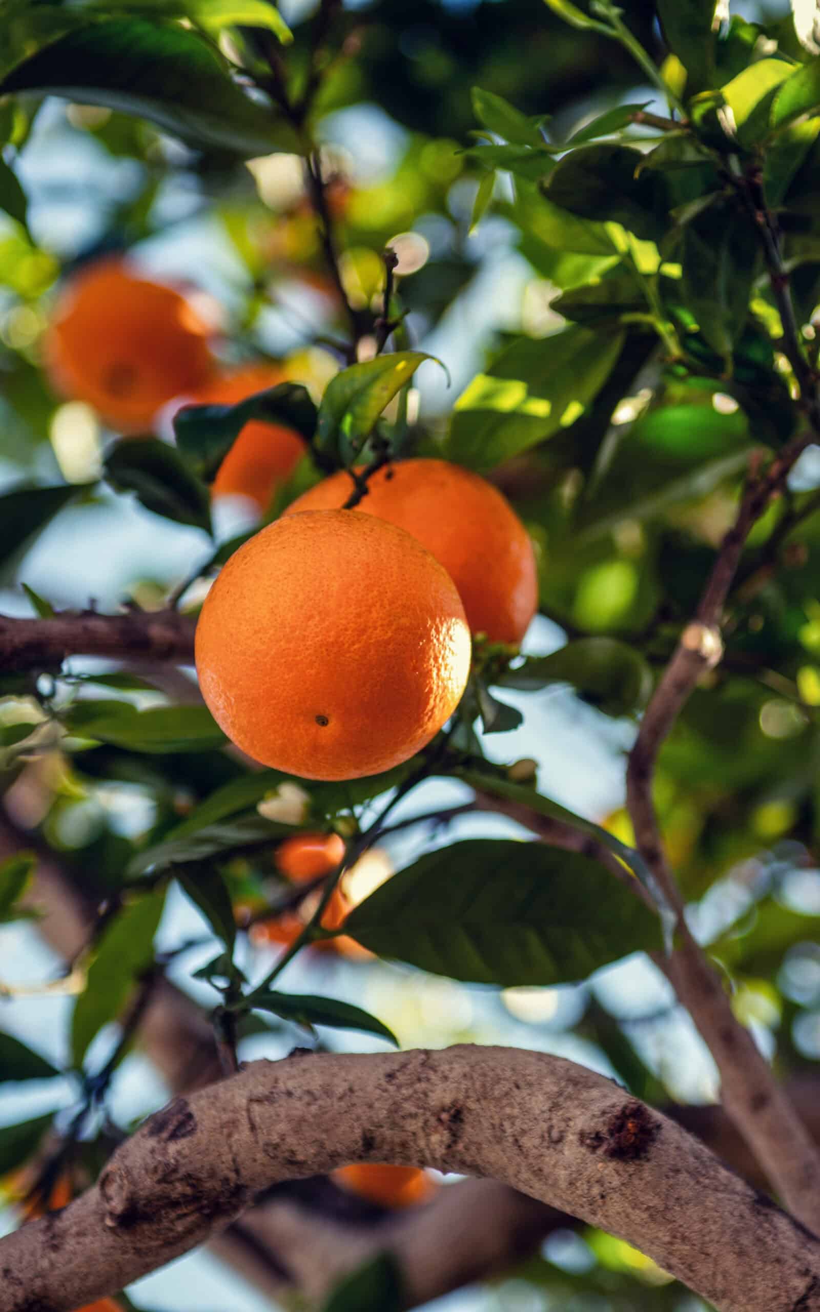 עץ תפוז שמוטי בגודל בינוני או בוגר