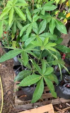 אגוז מלבר - בגודל בינוני