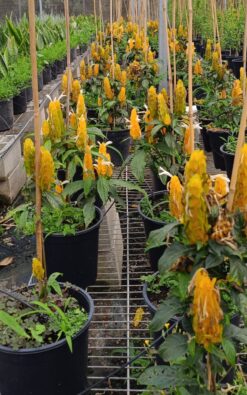 אב שיבולת צהוב בדלי גדול