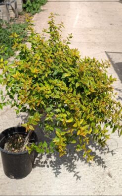 אבליה קליידוסקופ - בדלי גדול