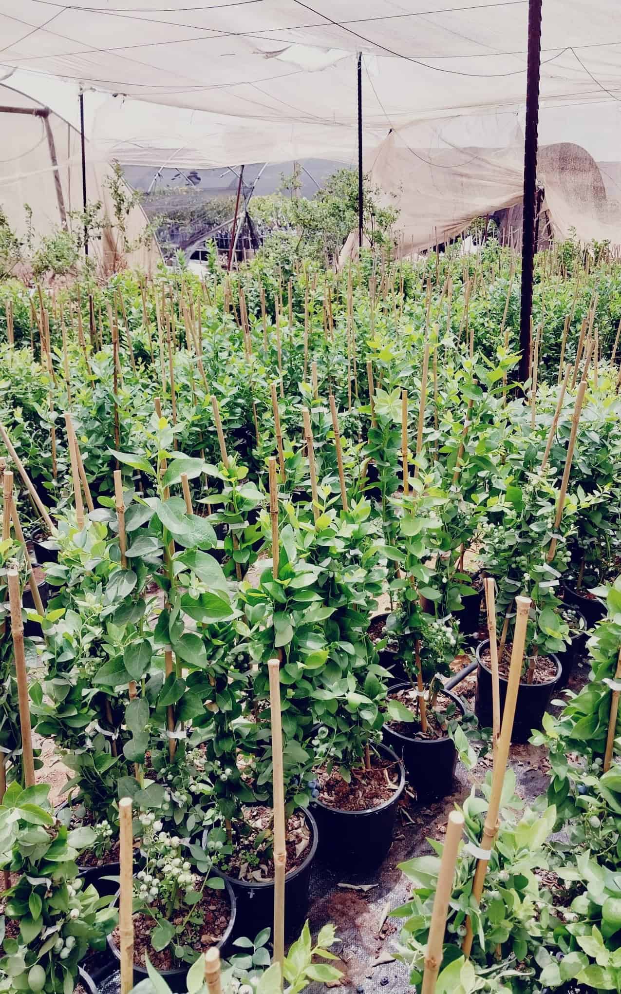 אוכמניות מגוון זנים