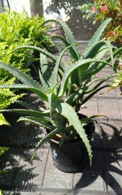 אלואי עצי - בגודל בינוני