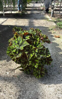 ביגוניה רקס - בגודל בינוני