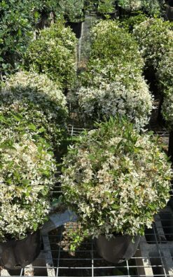 ביצן לבן - בדלי