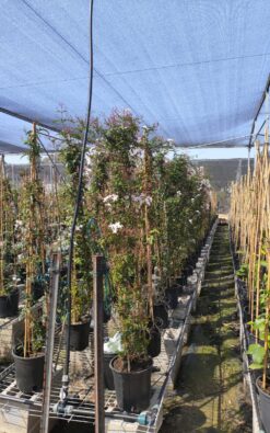 יסמין רפואי בדלי