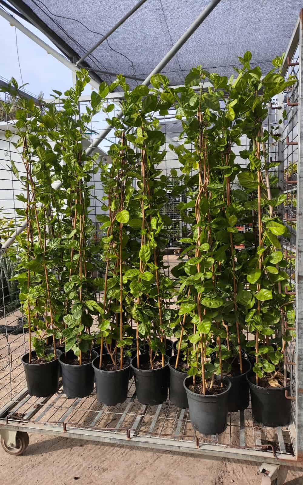 יסמין סמבק בדלי