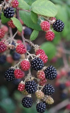 שיח אוסנה בדלי גדול - פטל שחור