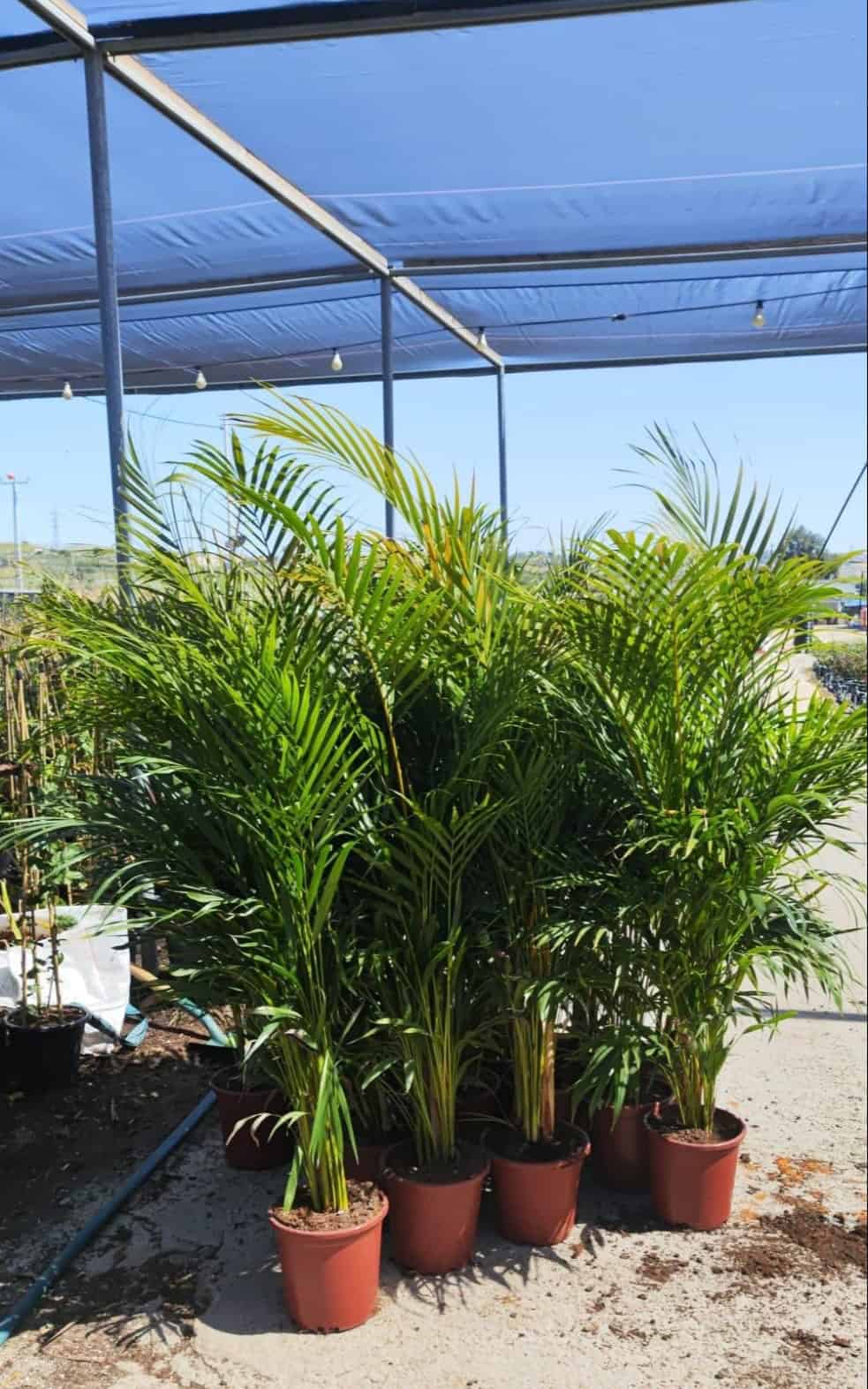 דקל אריקה חצי בוגר בדלי