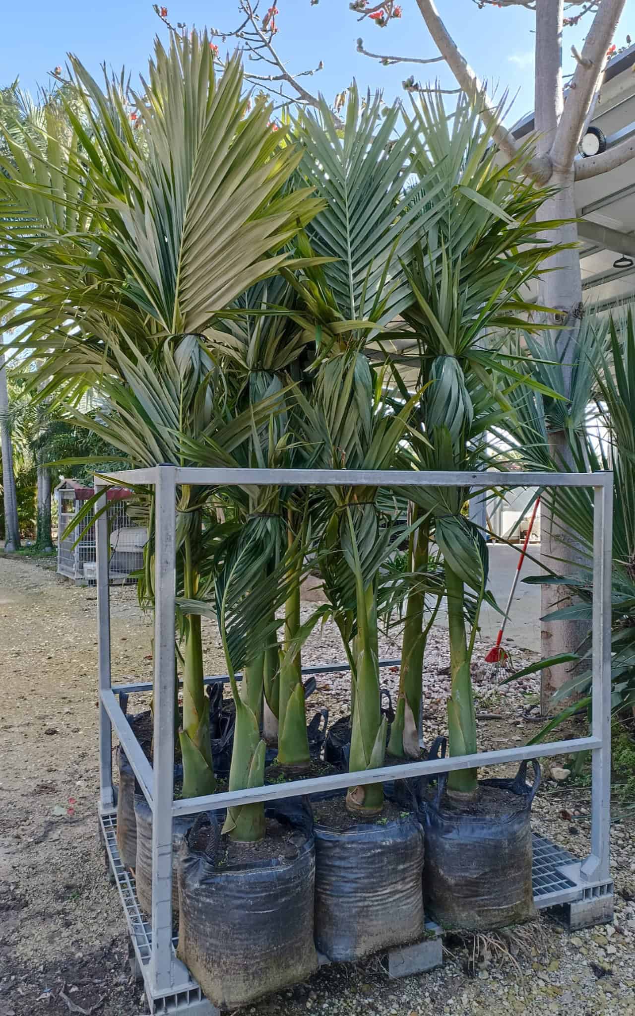 דקל טבעות 50 ליטר 1/2/3 גזעים 2 מ'