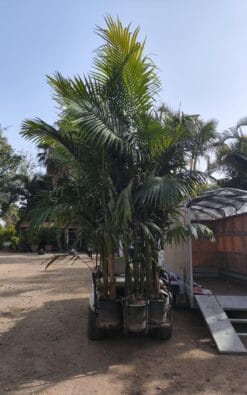 דקל טבעות 50 ליטר 5-9 גזעים בוגר 2 מ'