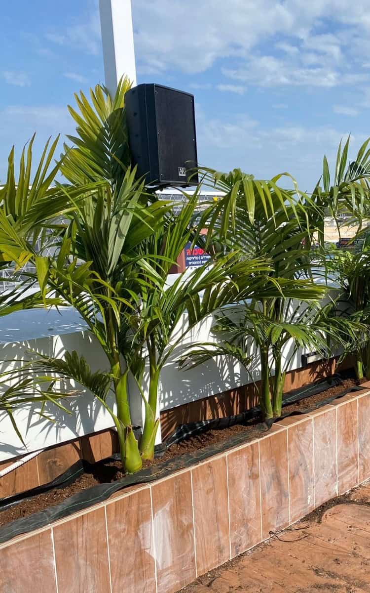 דקל טבעות ב25 ליטר 1/2/3 גזעים 1.5 מ'