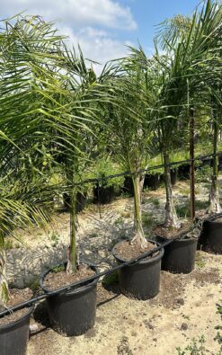 דקל קוקוס חצי בוגר ב25 ליטר 1.5-1.7 מ'