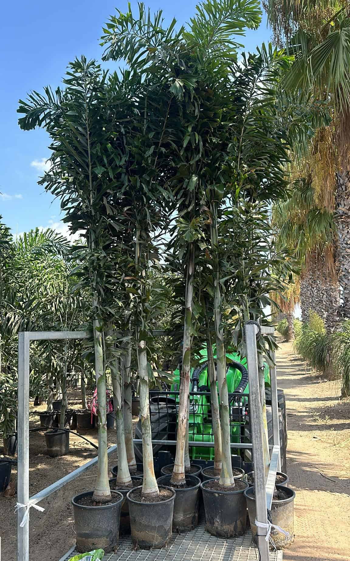 דקל זנב שועל ענק 3-3.5 מ'