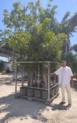 דקל זנב שועל בוגר 2.5 מ'