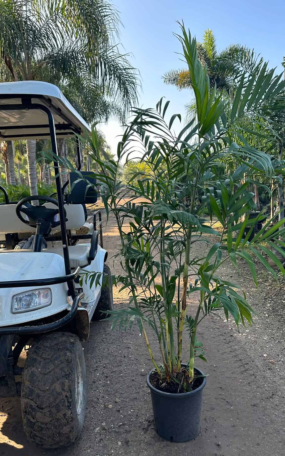 דקל חמדוריאה בגודל בוגר