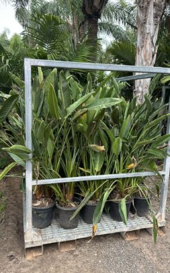 ציפור גן עדן רגינה חצי בוגר 0.6-1 מ'