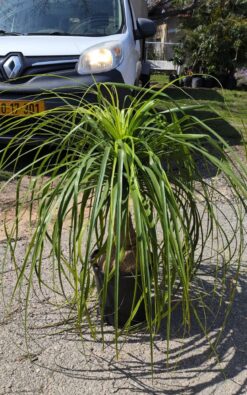 נולינה בודד בדלי