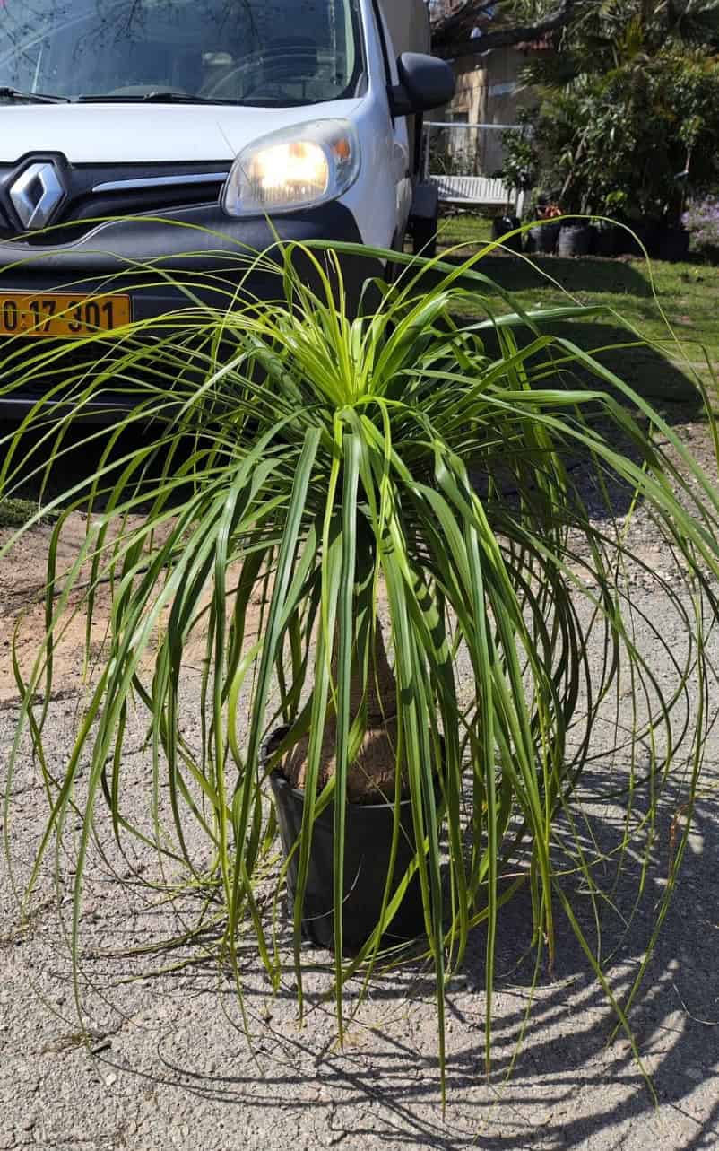 נולינה בודד בדלי