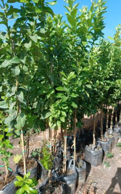 עץ אתרוג בגודל בינוני ב25 ליטר