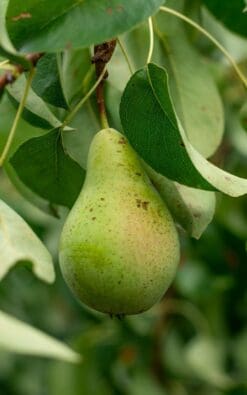 עץ אגס ספדונה