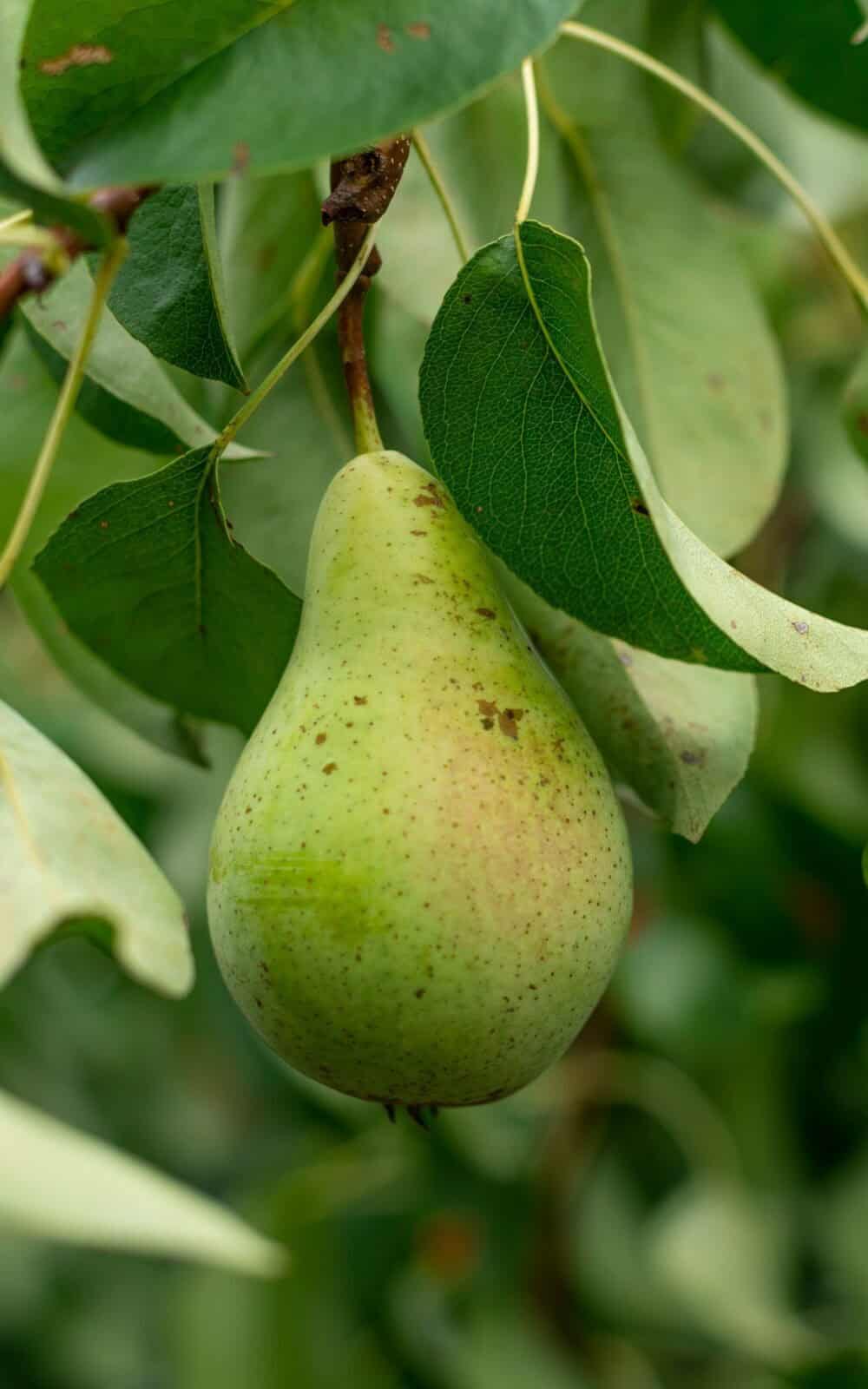 עץ אגס ספדונה