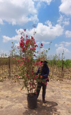 לגיסטרמיה הודית רב גזע - בגודל ענק בצבע  ורוד כהה