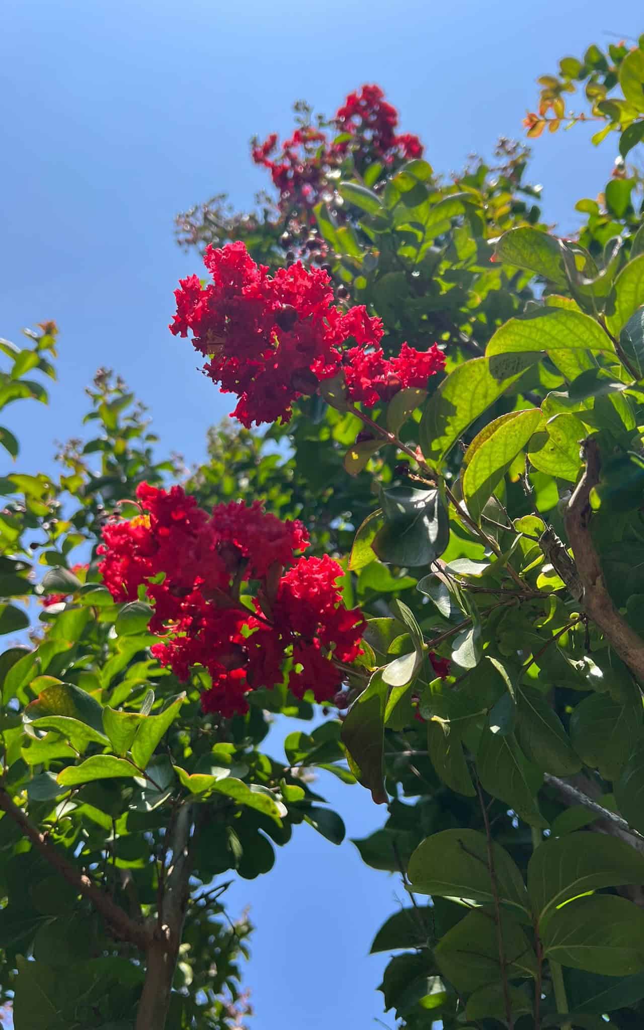 לגיסטרמיה הודית דינמיט