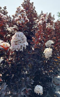 לגיסטרמיה ג'ק לונאר