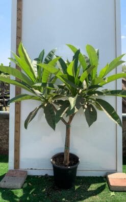 פיטנה בוגרת מיכל 25 ליטר