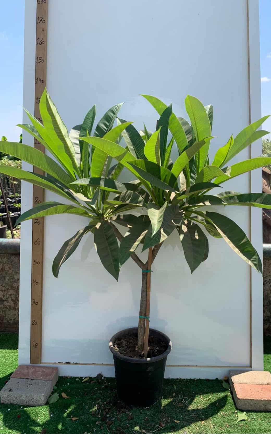 פיטנה בוגרת מיכל 25 ליטר