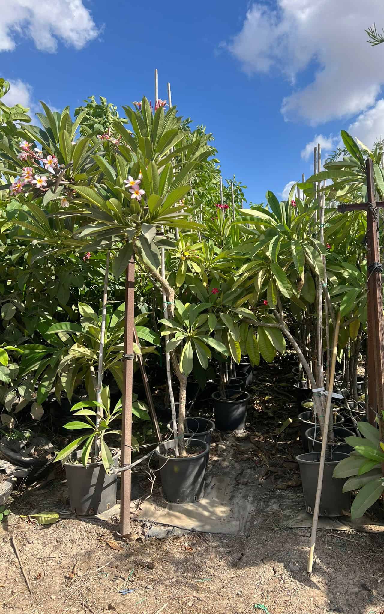 עץ פיטנה - ענק 2 צול