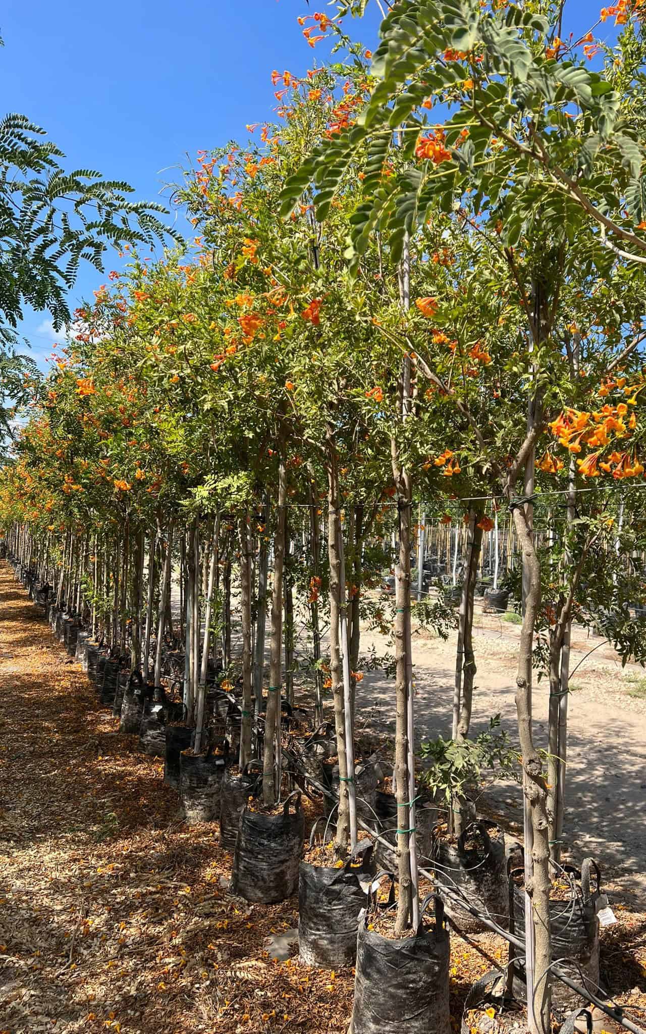 דק פרי אורנג