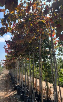 כליל קנדי ׳פורסט פנזי׳