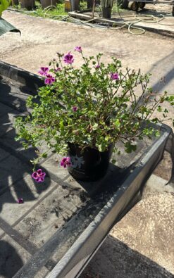 גרניום צרפתי בורדו שוליים - בגודל בינוני