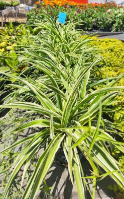 דיאליה מגוונת בדלי קטן