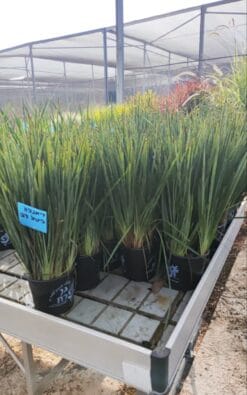 דיאלנה ליטל רב בדלי קטן