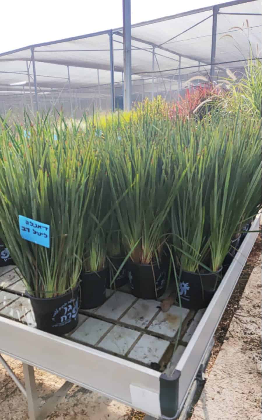 דיאלנה ליטל רב בדלי קטן