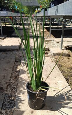 דייטס גדול פרחים בדלי