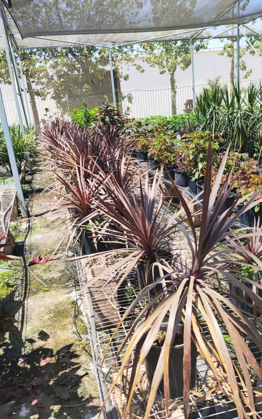 דרצנה אוסטרלית בדלי