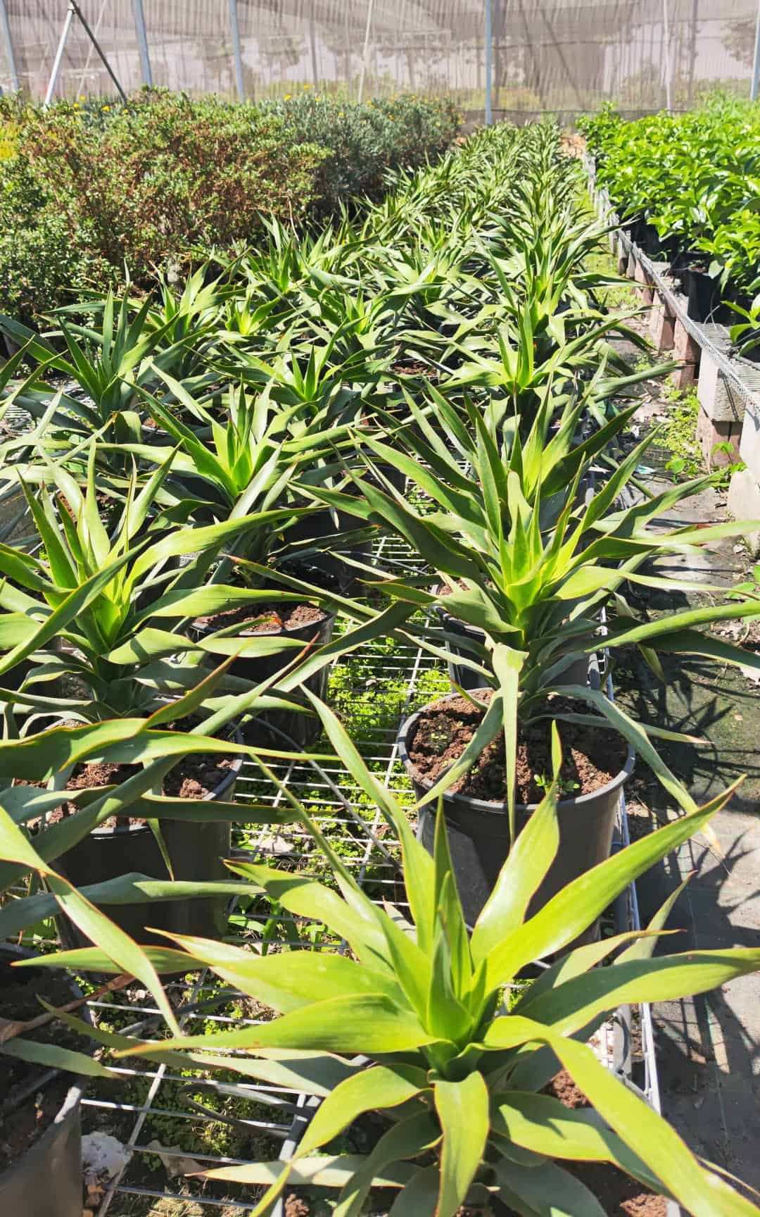 דרצנה אוסטרלית ירוקה בדלי