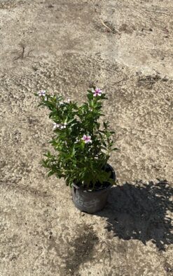 וינקה ביוטי וורדה - בגודל בינוני