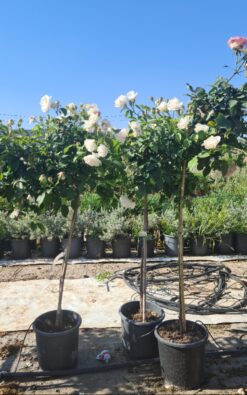 וורד על גזע - בדלי