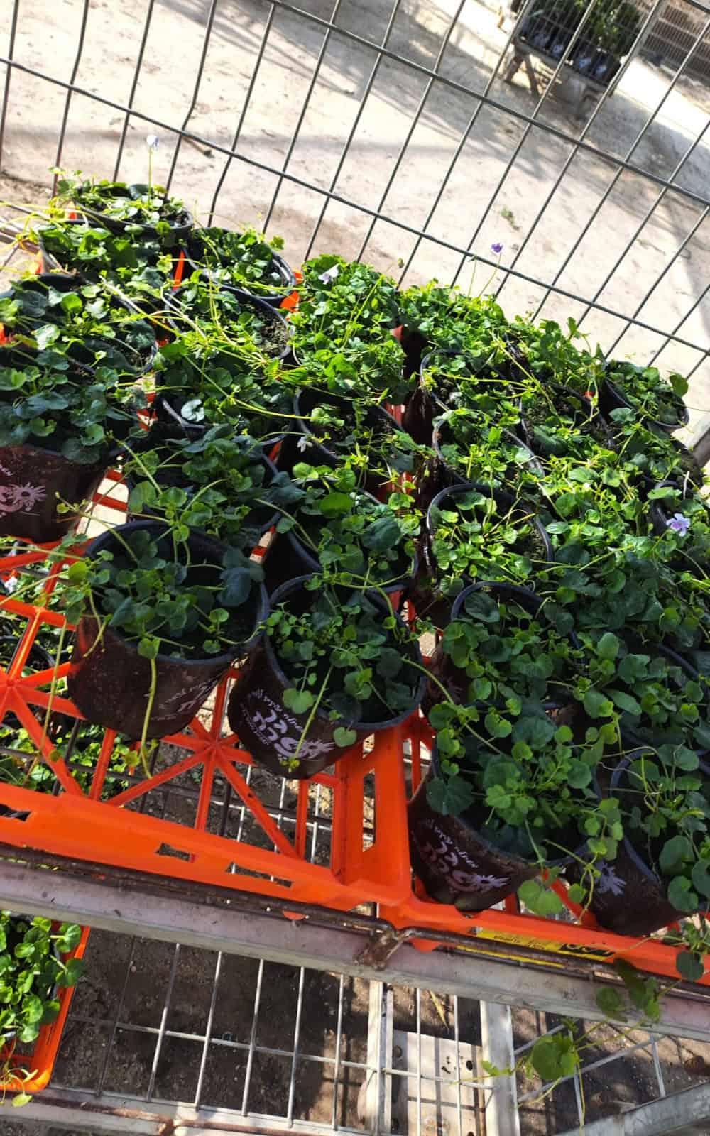 חיפוי קרקע - סיגלית אוסטרלית