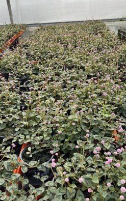 חיפוי קרקע – ארכובית קרקפתית